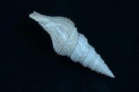 藏品(頂尖捲管螺)的圖片